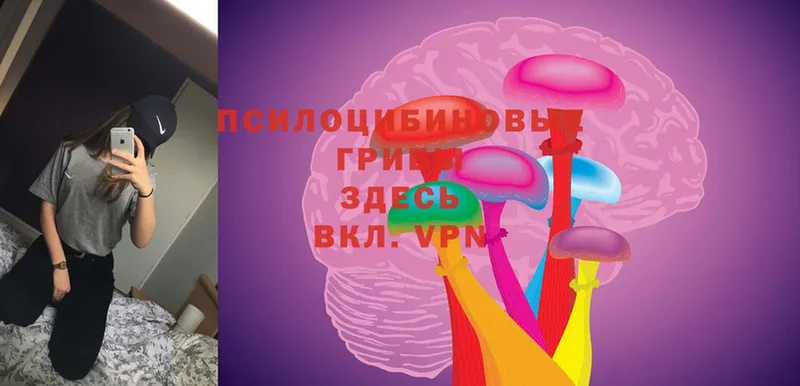 Галлюциногенные грибы Psilocybine cubensis  Болгар 